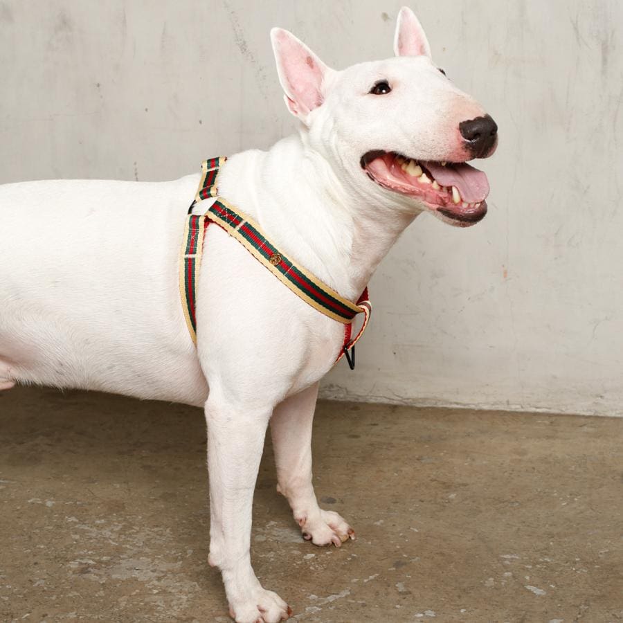 Le Classic Dog Harness