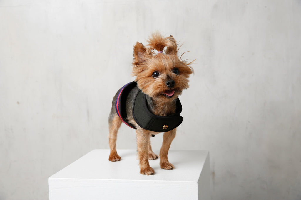 City Dog Harness