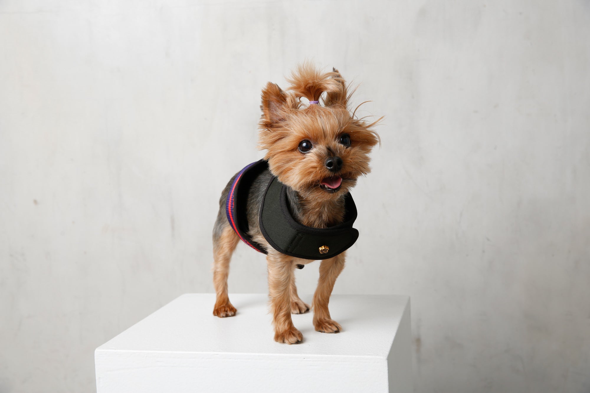 City Dog Harness