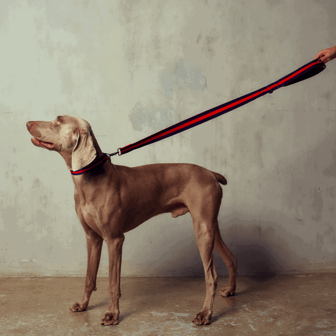 The City Dog Leash Padded