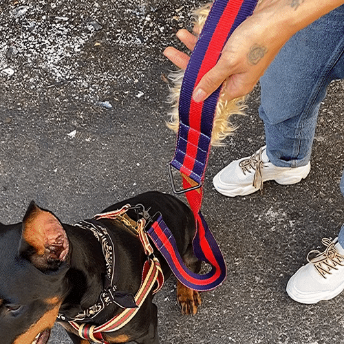 The City Dog Leash Fur