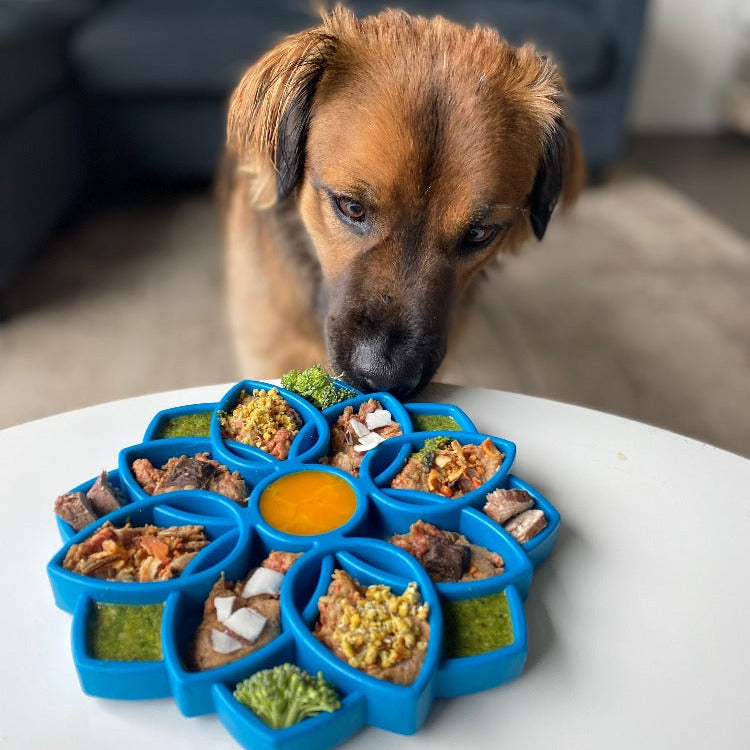 Mandala eTray Shallow Slow Feeder Dog Bowl for Enrichment | USA Made