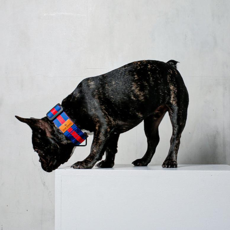 The City Dog Collar
